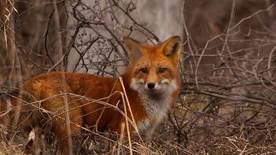 Two reports of fox bites in Harford County, officials warn