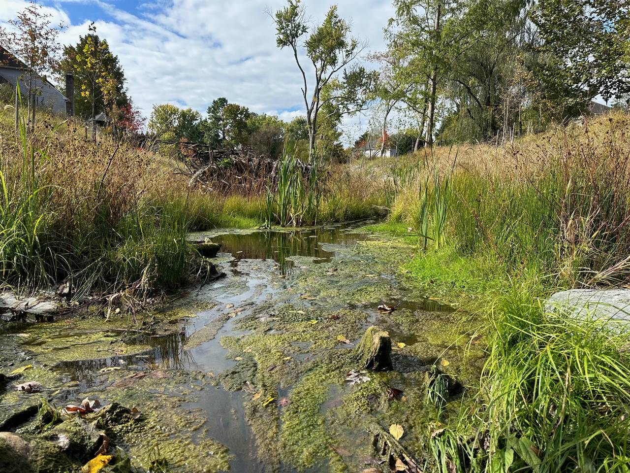 The Ashbrook Drive stream restoration was completed earlier this year in Ellicott City. A large section of the stream is exposed to direct sunlight and the water is full of algae. October 18, 2023.
