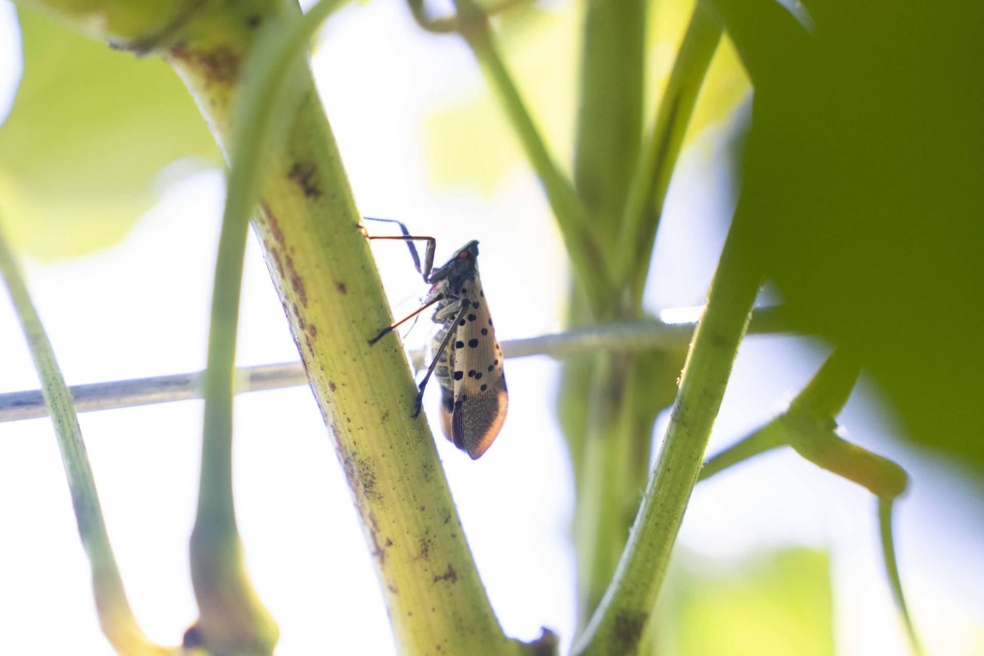 Invasive spotted lanternflies are appearing all over Maryland and pose a particular threat to grape vines.