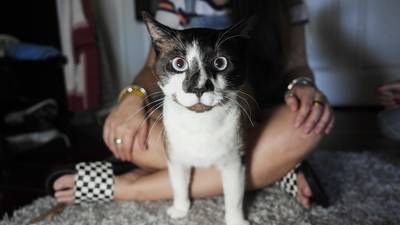 Remember the cat that shut down Fort McHenry Tunnel? There’s a happy ending.