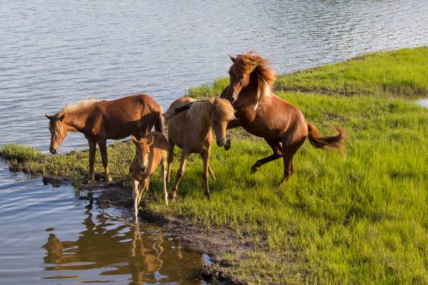 A gang of horses: Assateague visitors experience horses gone wild