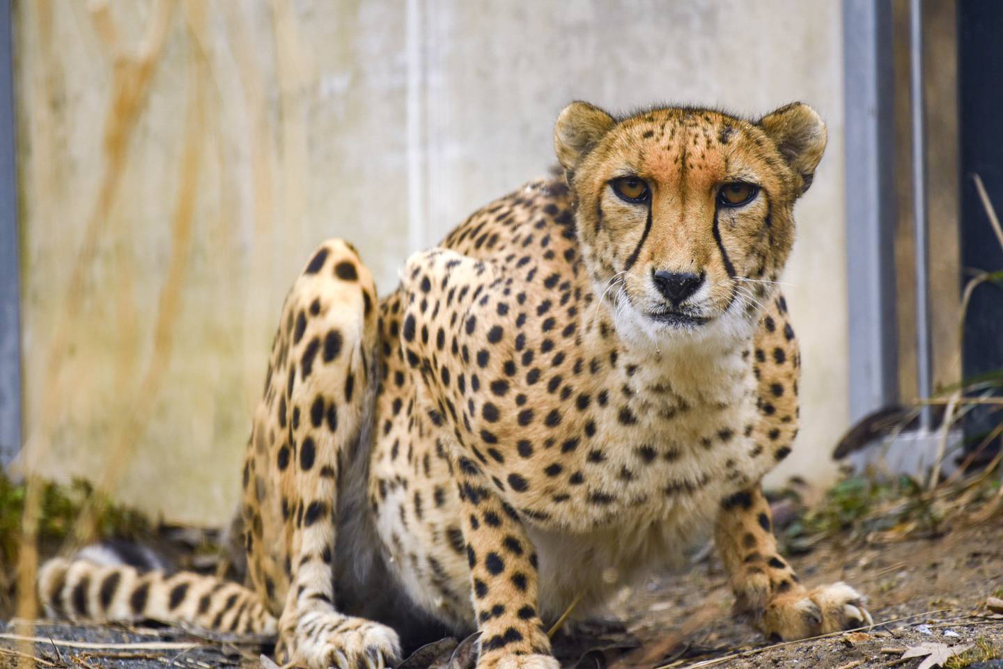 Bud the 8-year-old cheetah at the Maryland Zoo. Bud was euthanized in late February 2023 after a battle with a gastrointestinal illness.