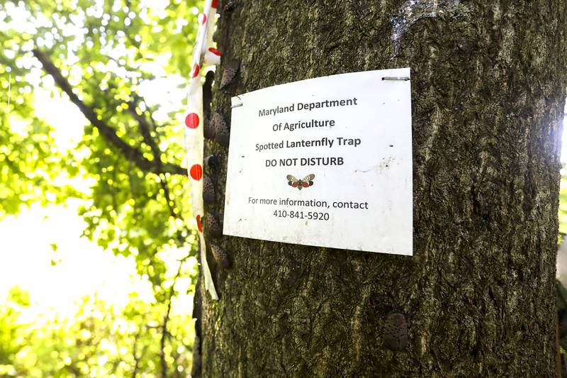 Invasive spotted lanternflies are appearing all over Maryland and pose a particular threat to grape vines.
