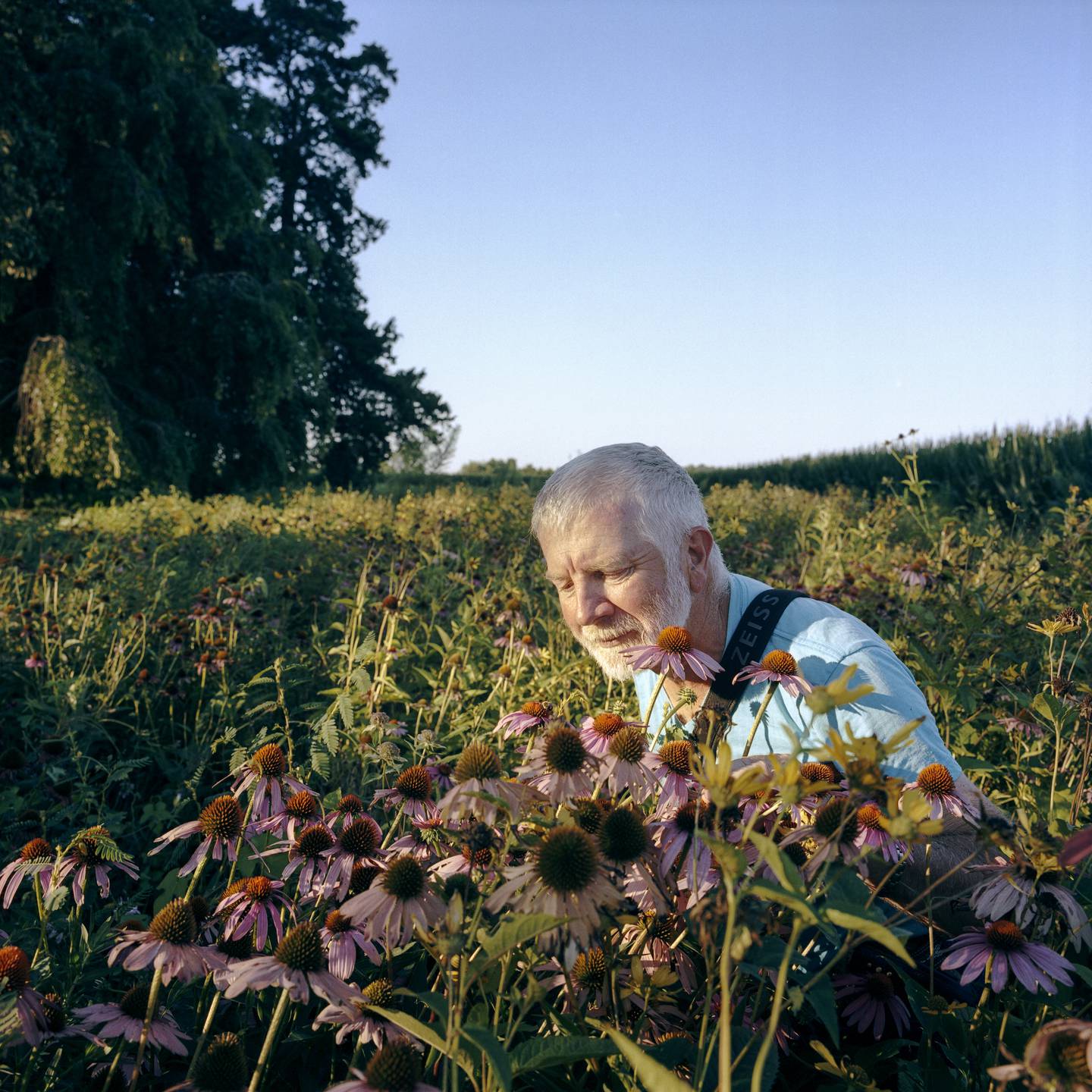 Jon Shaw observes a bee in the wild flower buffer between the front yard of the house and the chemically treated cornfield at Emory Farm on August 3rd, 2022 in Queenstown Maryland.  The natural buffer was planted as a precaution after Anne Haberton developed cancer.