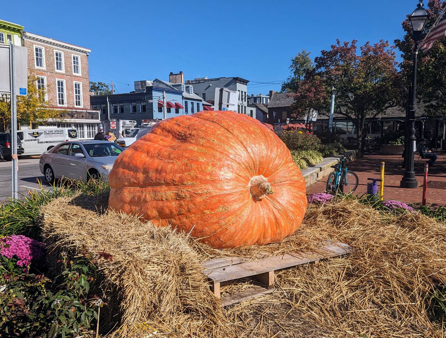 Eight 1,000 pound pumpkins are on display as part of the Great Annapolis Pumpkin selfie contest and tour.