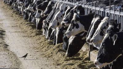 Maryland takes steps to prevent avian influenza from spreading to dairy cows in the state