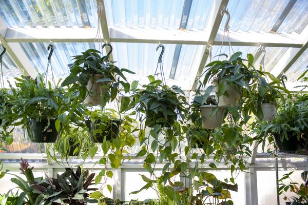 A plant lover’s favorite plant stores and personalities