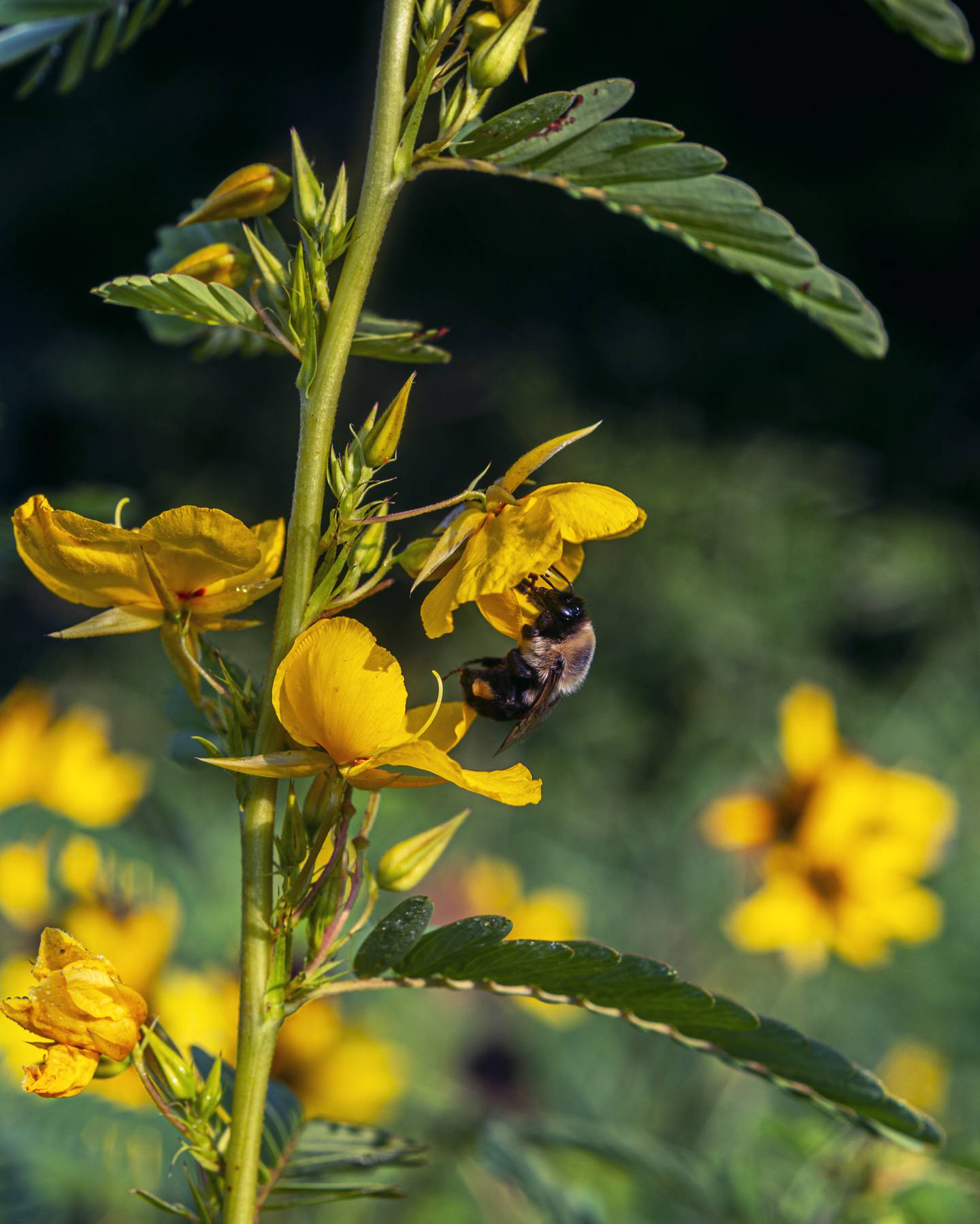 A bumble bee on a partridge pea in a pollinator field at the Emory Farm on August 3rd, 2022 in Queenstown Maryland