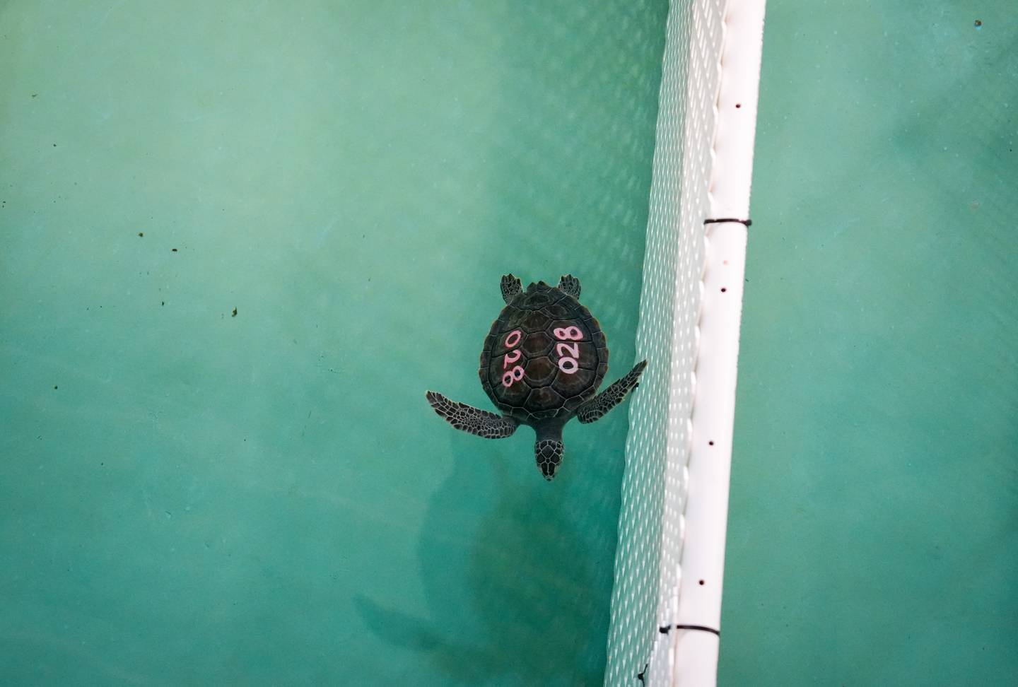 A kemp's ridley sea turtle undergoing rehabilitation at the National Aquarium.