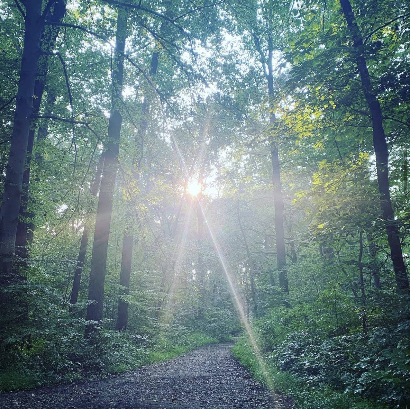The sun shines through the trees after a rainstorm in the Loch Raven watershed.