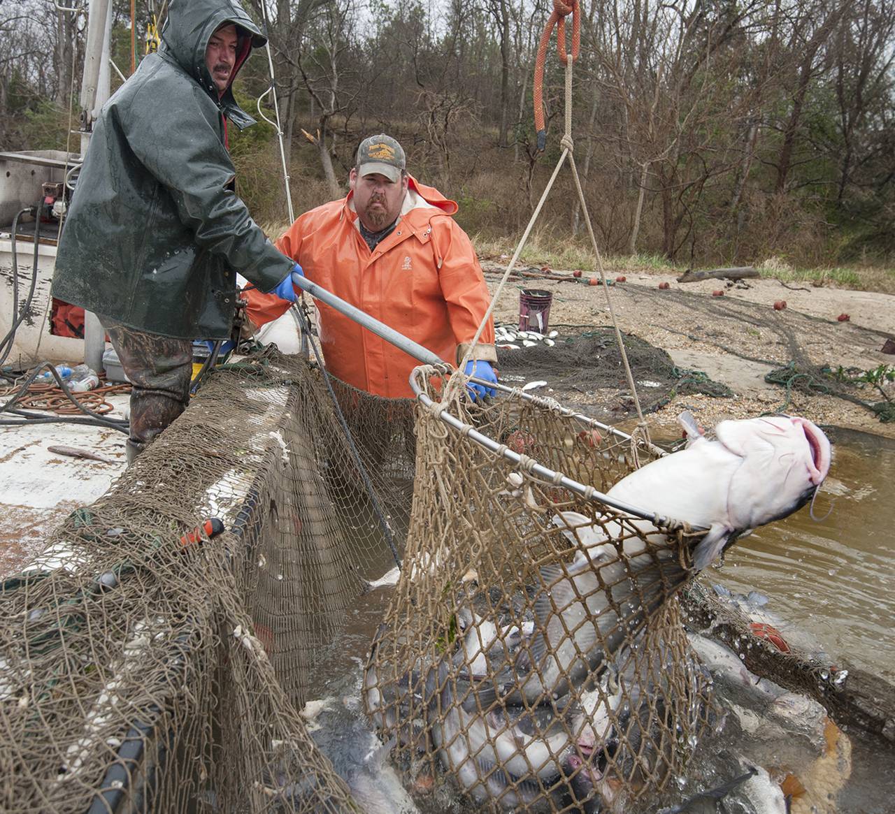 Ten years ago they were catching exclusively channel catfish and now their catch is composed of ~95% blue catfish.   The ecology of the Chesapeake is at risk unless serious measures are taken by the state and federal governments to suppress the populations of these fish.