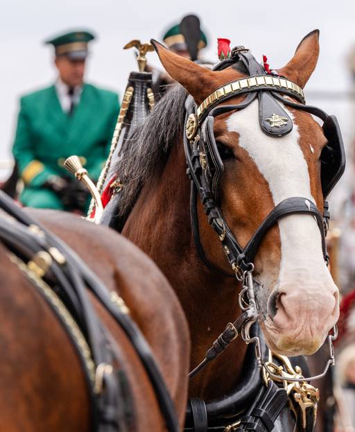 The Budweiser Clydesdales stand outside Camden Yards on the Orioles’ opening day, March 28, 2024.