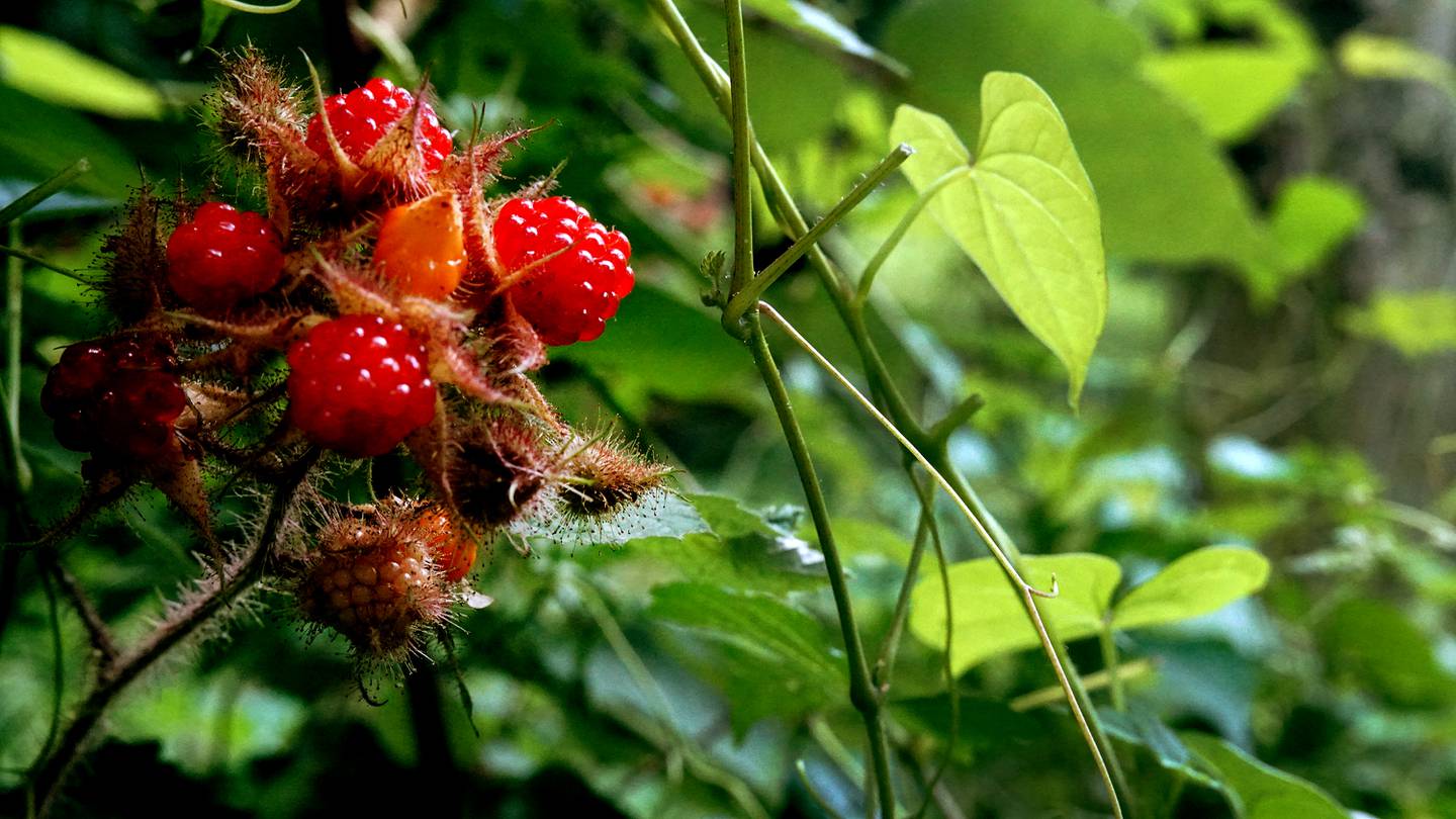 The noxious invasive raspberry called the wineberry, edible and delicious, grow everywhere, including Druid Hill Park.  The look similar to regular raspberries and are from Asia and introduced as hybridize with American raspberries.