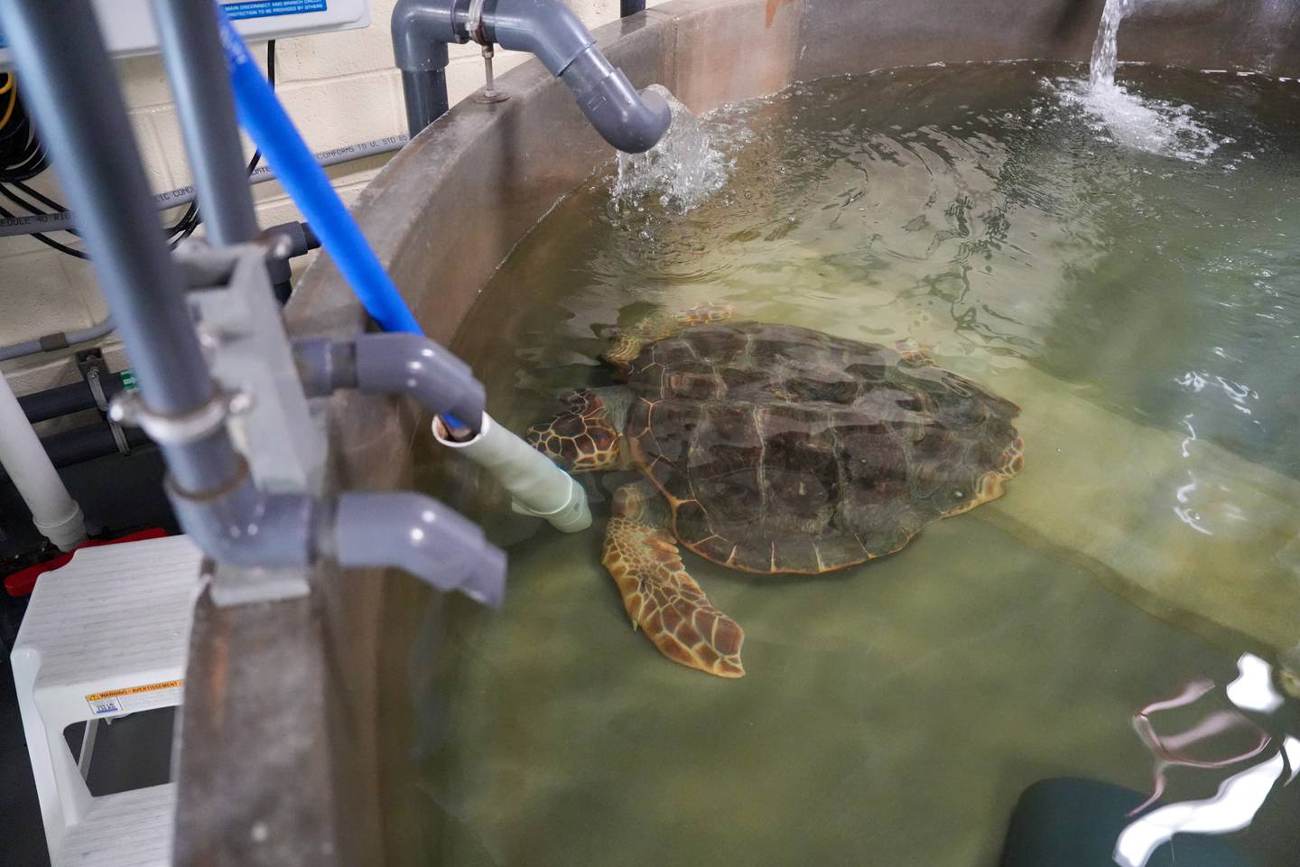 Glockenspiel loves to eat crabs and can digest the shells so they pass out completely soft, said Jenn Ditmar, director of the National Aquariums animal rescue team.