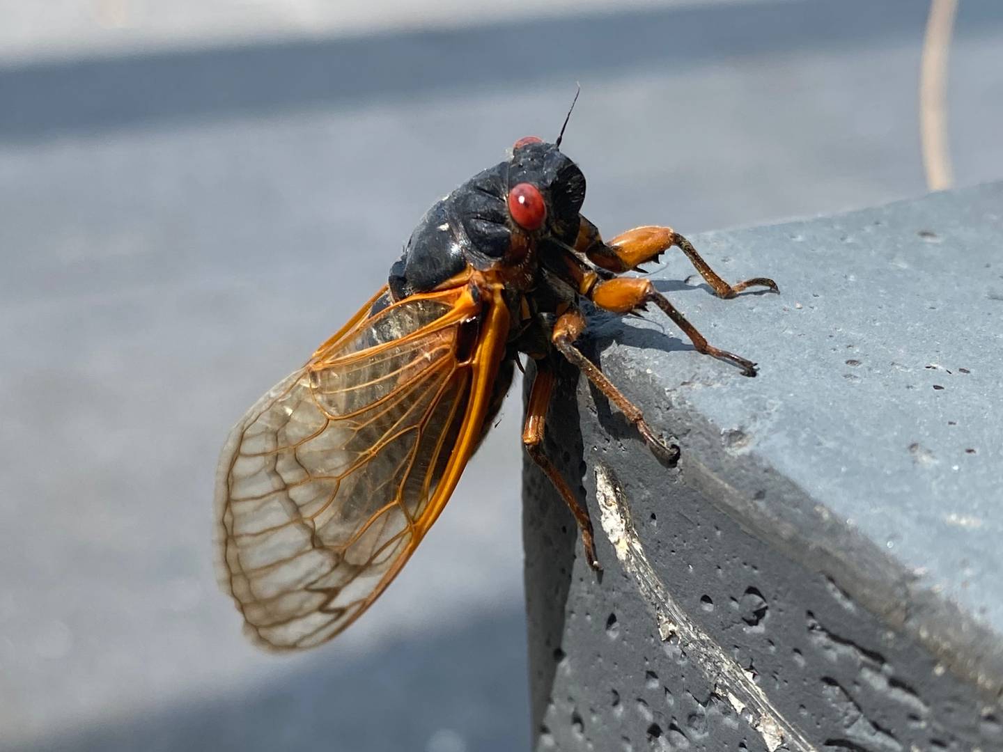 A cicada sitting on the ground in 2021.