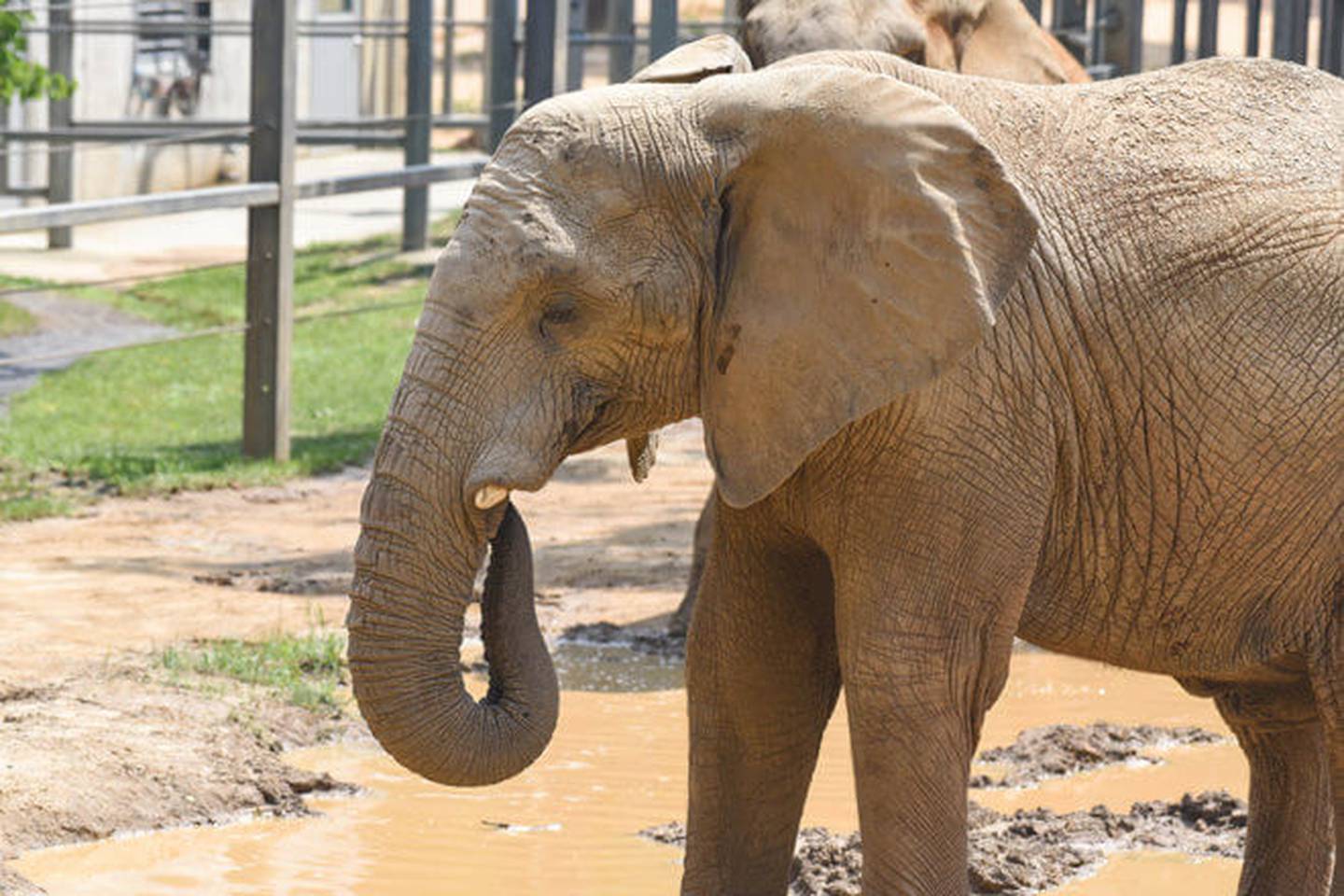 Samson the bull elephant is proving he’s lucky twice.
The 15-year-old African bull elephant at the Maryland Zoo survived a second bout with a strain of the Elephant Endotheliotropic Herpesvirus (EEHV6), the zoo said Friday in a statement.