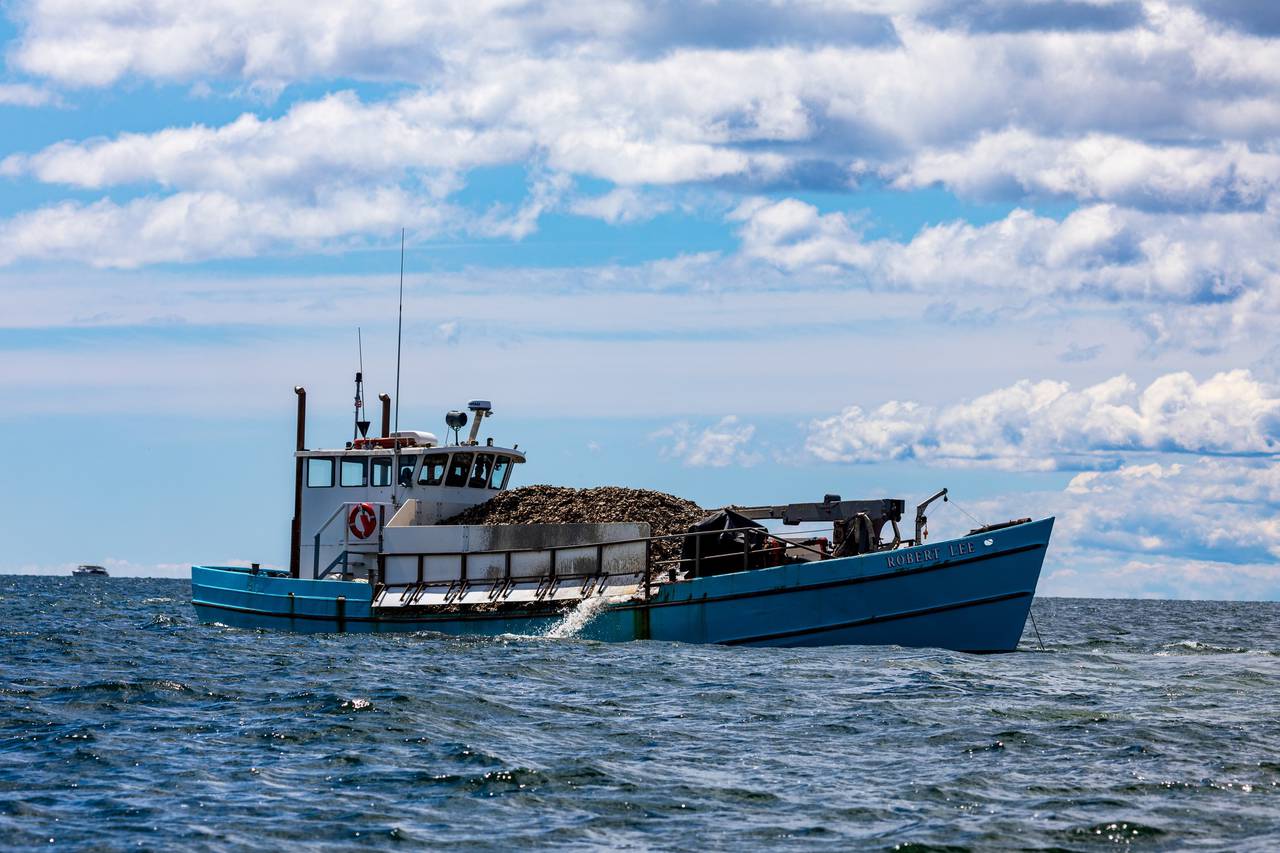 The Robert Lee, an Oyster Recovery Partnership, prepares to dump a load of oyster shell and spat into Herring Bay in May 2023.