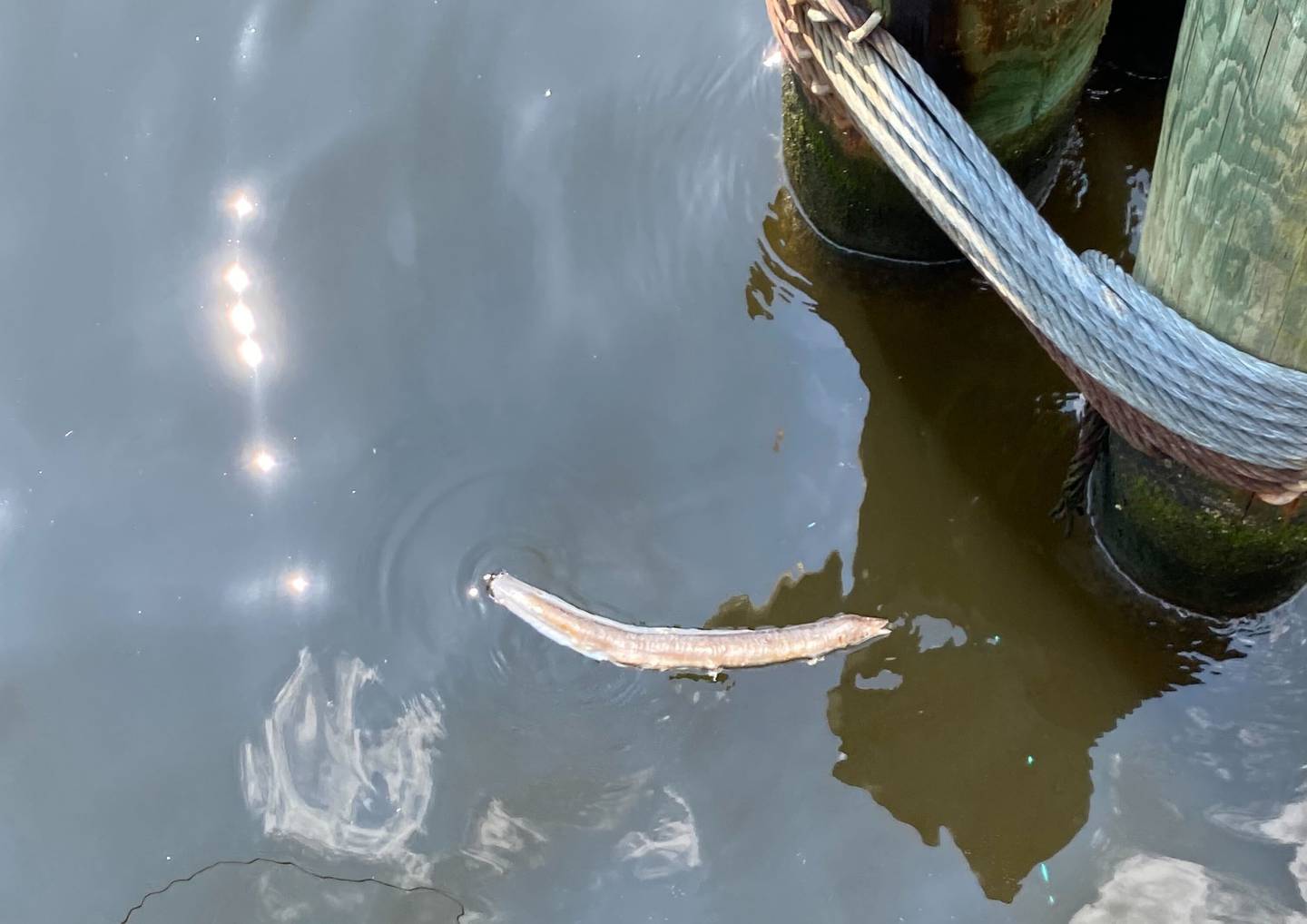 A dead eel floats by a bridge between Pier 4 and Pier 5 in the Inner Harbor.
