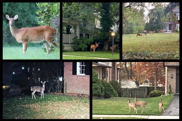 Why are there so many deer everywhere?